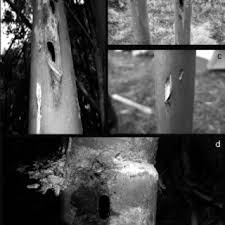 Ajanona ny hira fanolorana rahefa vita ny asa ataon'ny pretra eny amin'ny otely. Pdf Review Of Lemurs Of Madagascar