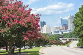 Maybe you would like to learn more about one of these? The Best Landscape Trees For Raleigh