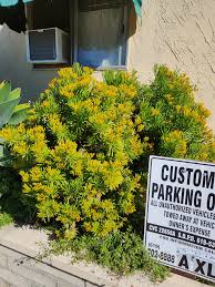 Image result for Senecio barbertonicus