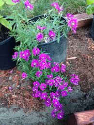 Image result for Bonatea pulchella