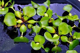 Image result for Pontederiaceae