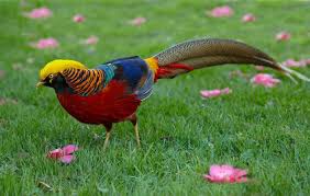 Golden Pheasent Hayvanlar Hayvanlar Alemi Kus