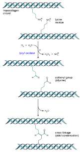 Collagen Wikipedia