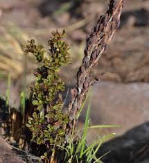 Image result for Myrothamnus flabellifolius