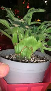 Image result for Streptocarpus aff. michelmorei