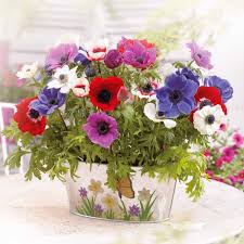 Image result for Falkia oblonga