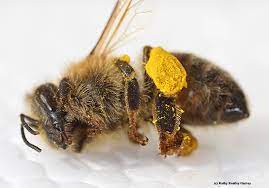 It is difficult to unload, because it is gummy in consistency, and the house bees have to help the foragers to unload. Super Sleuth Solves The Mystery Of The Dead Bees Bug Squad Anr Blogs