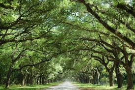 10 Common Ways Humans Hurt Their Trees Groundwater contamination is one of the primary problems harming the international global if we all educate ourselves on the ways our specific actions harm the environment, we can begin acting more responsibly. we can counteract this by helping plant trees and using more recycled materials.