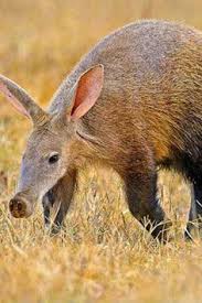 Ich liebe tiere, aber ich bin händler von beruf. 460 Exotische Tiere Ideen In 2021 Exotische Tiere Tiere Wilde Tiere
