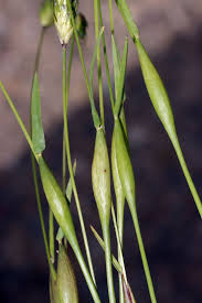 Image result for Leptochloa coerulescens
