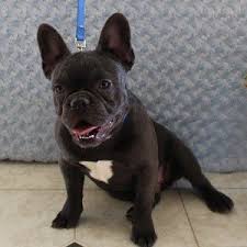 ★teacup puppy★ mini french bulldog bianco! French Bulldog Puppies For Sale In Pa French Bulldog Puppy Adoptions