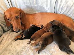 Dachshund puppies for sale in michigan select a breed. Puppies For Sale Dachshund Miniature And Standard Miniature Dachshunds Doxies Dachsies F Category In Macomb Michigan