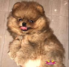 2 3 Aylik Pomeranian Boo Yavrulari 2 3 Aylik Pomeranian Boo Yavrulari Kopek Kopekseverler Kopeksahiplendirme Kopekyavrusu Evcil Hayvanlar Kopek