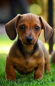 Black And Tan Reverse Dapple Dachshund Pin By Karen Allen On Doxies 2 Dachshund Puppy Miniature Puppies Cute Puppies