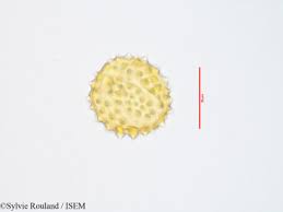 Image result for Allophylus lastoursvillensis