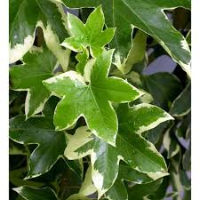 Image result for Fadogia variifolia
