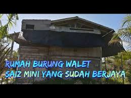 Burung ini sering dikenal dengan manfaat (sarangnya) yang meski begitu kotoran burung walet ini juga mengandung unsur merkuri atau logam, walaupun dikenal berbahaya untuk makhluk hidup, kadarnya sangat rendah. Rumah Burung Walet Kos Rendah Kecil Sederhana Tonton Sehingga Habis Cara Pembinaan Youtube