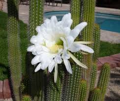 More than 86 cactus white flower at pleasant prices up to 32 usd fast and free worldwide shipping! Cactus Plants Flowers 89 Pics