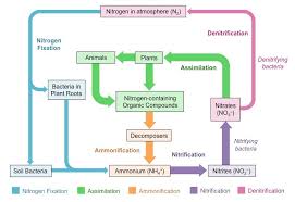 Nitrogen Cycle Bioninja