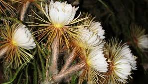My own plant that i grow was started from cuttings that a friend sent me. Night Blooming Cereus Herb Uses And Benefits
