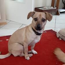 Sie sind leistungsberechtigte/r nach dem sgb ii, und beziehen arbeitslosengeld ii/sozialgeld. Zuhause Gesucht Tiere Aus Tierheimen Der Region Rhein Main Verlag