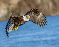 Bald Eagle Flying Above Body Of Water During Daytime Body Of Water Daytime Bald Eagle In Flight Bif Lens Wildlife Bir Bald Eagle Eagle Hunting Eagle Bird