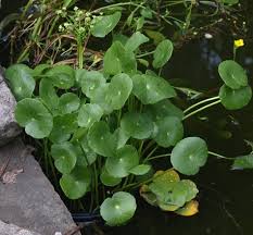 Image result for Hydrocotyle bonariensis