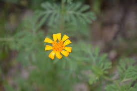 Image result for Dyssodia