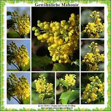 Gewohnliche Mahonie Mainz Lerchenberg Rheinhessen In 2020 Kleine Kunst Rheinhessen Fotografie