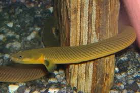 Rope Fish Reed Fish Aquariumfishsale Com Live Tropical Fish For Sale Fish Fish Tank Fish For Sale