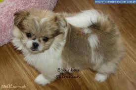 Lancaster puppies advertises puppies for sale in pa, as well as ohio, indiana, new york and other states. Pomeranian Mix With Shih Tzu For Sale Philippines 7241902 Baby Pomeranian Cute Animals Dogs