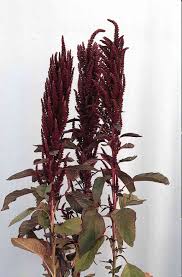 Image result for Amaranthus cruentus