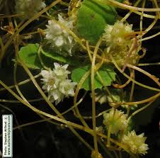 Image result for Cuscuta australis