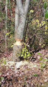 Beaver Tree At Nescopeck State Park Tree State Parks Tree Trunk