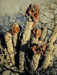 Image result for Hoodia currorii