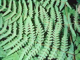 Image result for Histiopteris