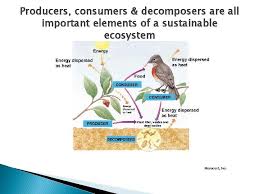 We did not find results for: Year 9 Ecosystems Producers Consumers Decomposers Whats Eating