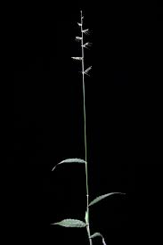 Image result for Oplismenus hirtellus