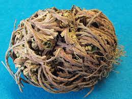 Effective Spells Cast With Rose Of Jericho Black Magic Witch Plant Magic Magic Herbs Magical Herbs
