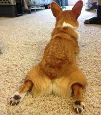 What Is A Sploot Definition Examples And Cuteness Overload