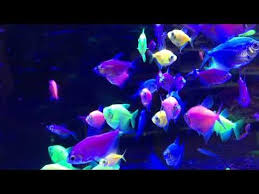 Best Light For Glofish The Pet Supply Guy In 2020 Fish Wallpaper Glofish Aquarium