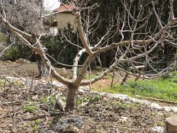 Pruning is meant to determine how and when the tree will fruit. The Complete Guide To Pruning Fruit Trees Lady Lee S Home