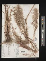 Image result for Andropogon amethystinus