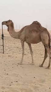 الحصيني الهرش بعير الايدا العنزي الام :حره صافيه فيها ١٣. Ø¬Ø§Ø¨Ø±Ù†Ø§ØµØ±Ø§Ù„Ù‡Ø§Ø¬Ø±ÙŠ Na Twitteru Ø§Ù„Ù…Ø¹Ù„ÙˆÙ…Ø§Øª Ù„Ù‚Ø­Ù‡ Ø¹Ù„Ù‰ Ù‚Ù†Ø§Ø¯ Ø¨Ø¹ÙŠØ± Ø§Ù„Ø­ÙŠÙ…Ø± Ù…Ø¨ÙŠÙˆØ¹Ù‡ Ø¨Ù†ØªÙ‡ ÙÙŠ Ø§Ù„Ø·Ø§ÙŠÙ Ù…Ù„ÙŠÙˆÙ† ÙˆÙ…ÙŠØªÙŠÙ† ÙˆÙ„Ø¯Ù‡Ø§ Ø³Ø§Ø¨Ù‚ Ø¹Ù„Ù‰ Ø¨Ø¹ÙŠØ± Ø§Ø¨Ù† Ø­Ù†Ø²Ø§Ø¨ Ø§Ù„Ø³ÙˆØ¯Ø§Ù†ÙŠ ØªØ§Ø±ÙŠØ® Ù„Ù‚Ø§Ø­Ù‡Ø§ Ù£Ù  Ù¡ Ù¢Ù Ù¡Ù¨ Ø§Ù„Ø³ÙˆÙ… Ù¨Ù¥Ù Ù  Ø§Ù„Ù…ÙˆÙ‚Ø¹ Ø¬Ùˆ Ø³Ù…ÙŠÙ†