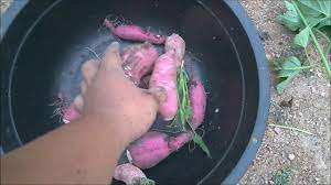 Cara tanam ubi rambat/ubi jalar yg benar. Tanam Keledek Depan Rumah Je Digging For Home Grown Sweet Potato Youtube