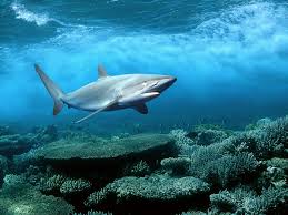 Download ocean abyss wallpaper ios in hd quality to your desktop for free, find more wallpaper desktop hd similiar to ocean abyss wallpaper ios on flip wallpapers. 65 Cool Shark Wallpapers Hd 4k 5k For Pc And Mobile Download Free Images For Iphone Android