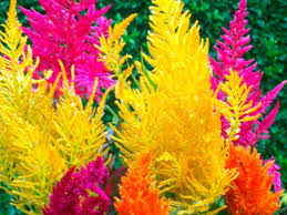 Pampas Plume Celosia Mix Seeds Baker Creek Heirloom Seed Co Pampas Grass Seed Flower Seeds Grass Flower