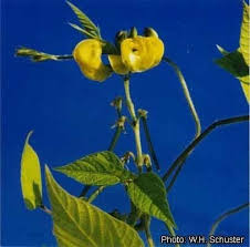 Image result for Vigna umbellata