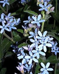 Browse pictures and read growth / cultivation information about oxypetalum, southern star, tweedia (oxypetalum coeruleum) 'heavenborn' supplied by member gardeners in the plantfiles database at dav. Tweedia Tweedia Caerulea Oxypetalum Caeruleum Calyx Flowers Inc