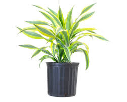 Image result for Dracaena sanderiana